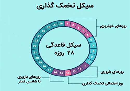 بهترین ساعت شبانه روز برای بارداری